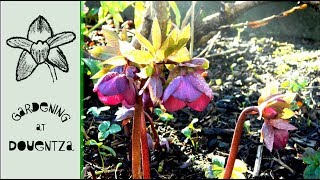 Hellebore Spring Care  What to Do in Spring [upl. by Darraj160]