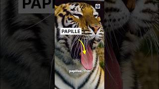 Tiger Papillae shorts [upl. by Nuri]