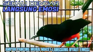 LANGSUNG EMOSI‼️KETREKAN Jitu Murai Ngriwik PANCING Emosi  Sekali Putar Murai [upl. by Juline88]