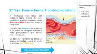 HEMOSTASIA PRIMARIA EN 1 MINUTO [upl. by Iris]