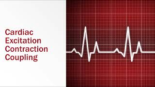 Cardiac Excitation Contraction Coupling [upl. by Jeraldine]