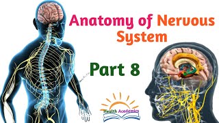 Anatomy of Nervous System Cranial Nerves Interesting Video with Amharic Speech Part 8 [upl. by Josiah]