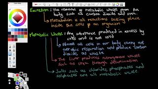 Excretion Homeostasis and the Liver  OCR A Level Biology  Lesson Recording [upl. by Nagey334]