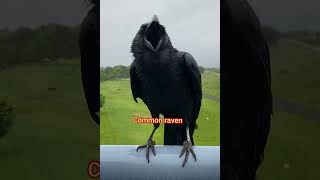 Common raven 🐦‍⬛ callbirdsoundbirdbirdslovermamatv [upl. by Ekaterina]