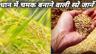 धान में चमक बनाने वाली स्प्रे जानें।best fungicide for paddy spray।top fungicide।ricefarming paddy [upl. by Joktan]