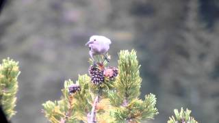 Clarks Nutcracker Eating Whitebark Pine Seeds [upl. by Ronym]