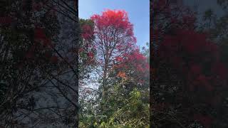 Beautiful flame tree❤️ australia queensland chechelañojanvlogs [upl. by Verdha]