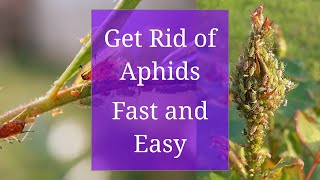 Get Rid of Aphids Fast and Easy [upl. by Eiboh]