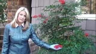 How to Prune Nandina Domestica [upl. by Yelime931]