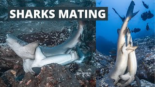 Incredible Images of Sharks Mating beside a Coral Reefs [upl. by Sapienza]