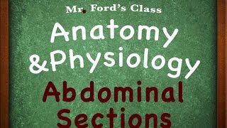 Introduction To Anatomy Physiology Abdominal Sections 0109 [upl. by Targett858]