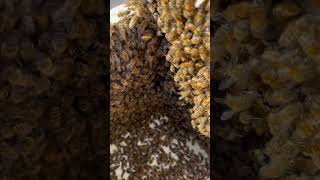 satisfying bee asmr food diy yt oddlysatisfying love life explore edit wildlife nature [upl. by Nilhsa900]