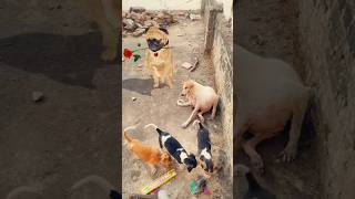 Super dog dance 🩰😂🐕🐾🐾shortsviral [upl. by Aehsan]