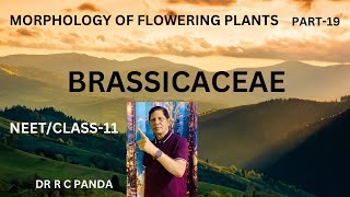 MORPHOLOGY OF FLOWERING PLANTS  BRASSICACEAE  NEET  CLASS11  DR RAMESH PANDA [upl. by Analart49]