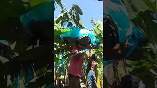 HARVESTING OF CAVINDESH BANANA [upl. by Eb864]