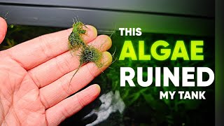 The WORST Algae in the Aquarium and its not BBA [upl. by Robinet190]