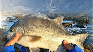 Galjoen fishing Arniston plenty of action… [upl. by Aicad]