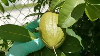 Arbol del dinero gigante Flores frutos y semillas [upl. by Clemente]