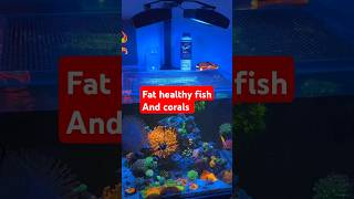 Fat Healthy Fish And Corals  Coral Essentials CVE and Food [upl. by Haidedej]