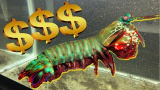 Mantis Shrimp Care amp Where to Buy Mantis Shrimp [upl. by Ynohtnaluap]