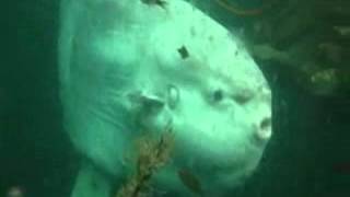 Mola Mola in Quatsino Sound Canada [upl. by Earley573]