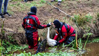 Brandweer 40 minuten bezig met gewonde zwaan [upl. by Eiram]