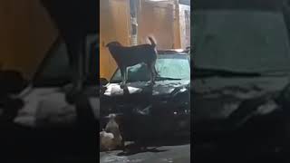 Jauría de perros desmantelando un carro [upl. by Britte]