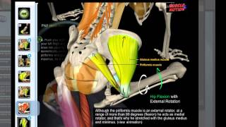 Muscle amp Motion  Piriformis Stretch [upl. by Vernice]