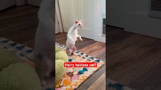 Hairy Hairless Cat EXPLAINED shorts donskoy cats hairlesscat [upl. by Nnauol452]