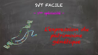 Lexpression du patrimoine génétique  1ère spé SVT  Madame SVT [upl. by Ernestus]