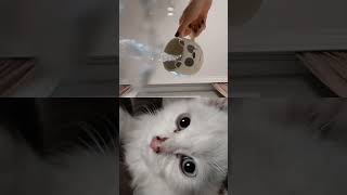 cat pets catwaterfountain watercat funnycats cute catfilter funny funnypets funny [upl. by Hazaki]