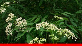 11 Great Trees And Shrubs With White Flowers 🛋️ [upl. by Assilrac760]