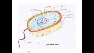 Cell as basic structure of life and its evolution [upl. by Ennaeerb234]