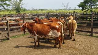 Herrando en conquista campesina junio [upl. by Ttsepmet884]