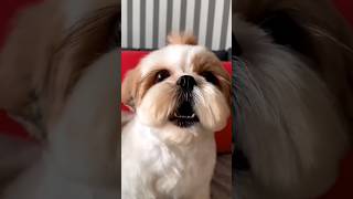 shihtzu Dog Barking ShihTzu barking dogs shihtzupuppies [upl. by Ettenaej]