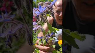 Borage borago officinalis herbs ediblegarden cottagegarden explore inspiration gardening [upl. by Hannad691]