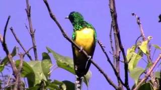 African Emerald Cuckoo seen at Buhoma Bwindi Uganda November 2010 [upl. by Stargell]