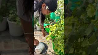 “How to Use Epsom Salt for Healthier Plants budget garden epsomsalt [upl. by Anelam]