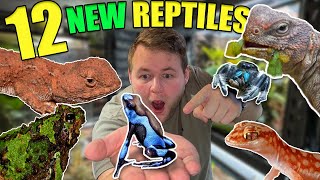 12 NEW ADDITIONS to the REPTILE ROOM [upl. by Walt]