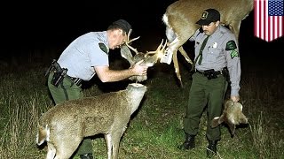 RoboDeer sting How robotic deer help US wildlife officials catch illegal hunters  TomoNews [upl. by Arihs925]