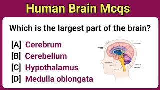 Human Brain Mcqs  Nervous system Mcqs for neet  UGC exam solution 2024 [upl. by Nuhsyar]