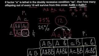 Lethal Allele problem [upl. by Davida]