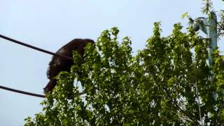 Overhead Orangutan at the National Zoo [upl. by Dyal]