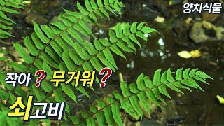 퍼니의 양치식물 작아 무거워 쇠고비 Cyrtomium fortunei JSm [upl. by Ahseram]