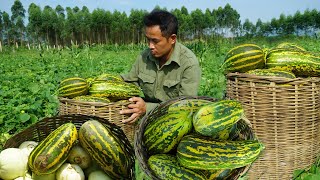 One fine day I went home to harvest melons and bring them to the market to make more money [upl. by Fakieh]