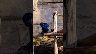 Ateles Fusciceps of Antwerps ZOO Belgium Please subscribe thanks🐵 primate antwerpzoo belgium [upl. by Reinald315]