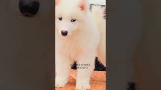 Ultimate Specimen Specially For DOG SHOWS Samoyed Boy42 Days🔥⛳️Massive Size doggys samoyedpuppy [upl. by Yart]