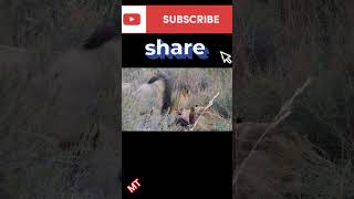 lion pride eating buffaloRare footage caught on camera wildanimals [upl. by Anek319]