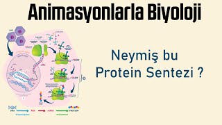 47 Bitkisel Dokular 1  Bitki Biyolojisi  12 Sınıf Biyoloji  2024 AYT Biyoloji 47 Gün [upl. by Rudd526]