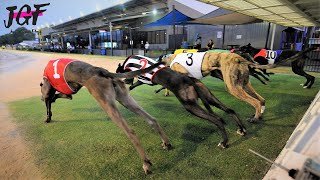 Australian racing greyhounds  Dog race [upl. by Ruhtua]